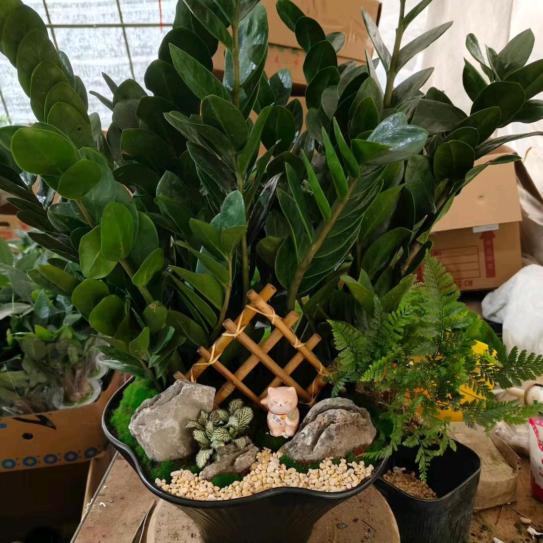 苏州可晨园艺