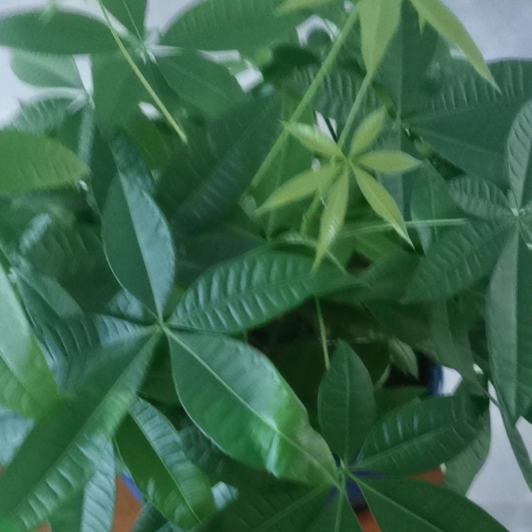 软耳兔兔🍀🐇