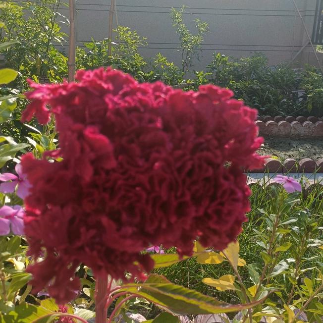 紫藤花开幸福来🌺