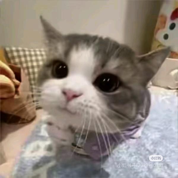 爱装文静的👸🏻