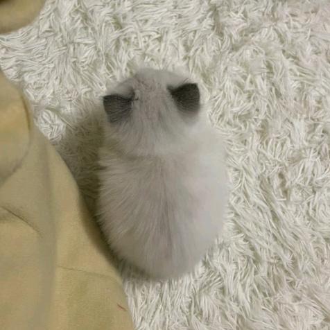 天天犯猪瘾