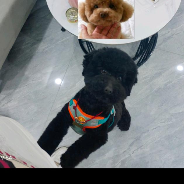 灰太狼🐺🐺