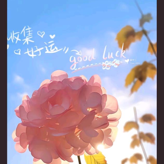 苏可可