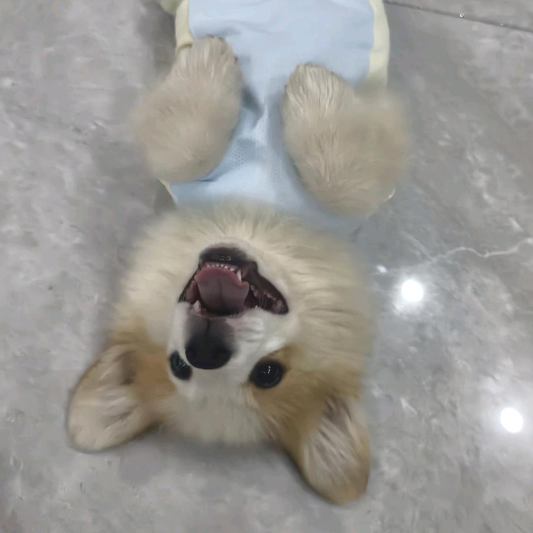 聪好好