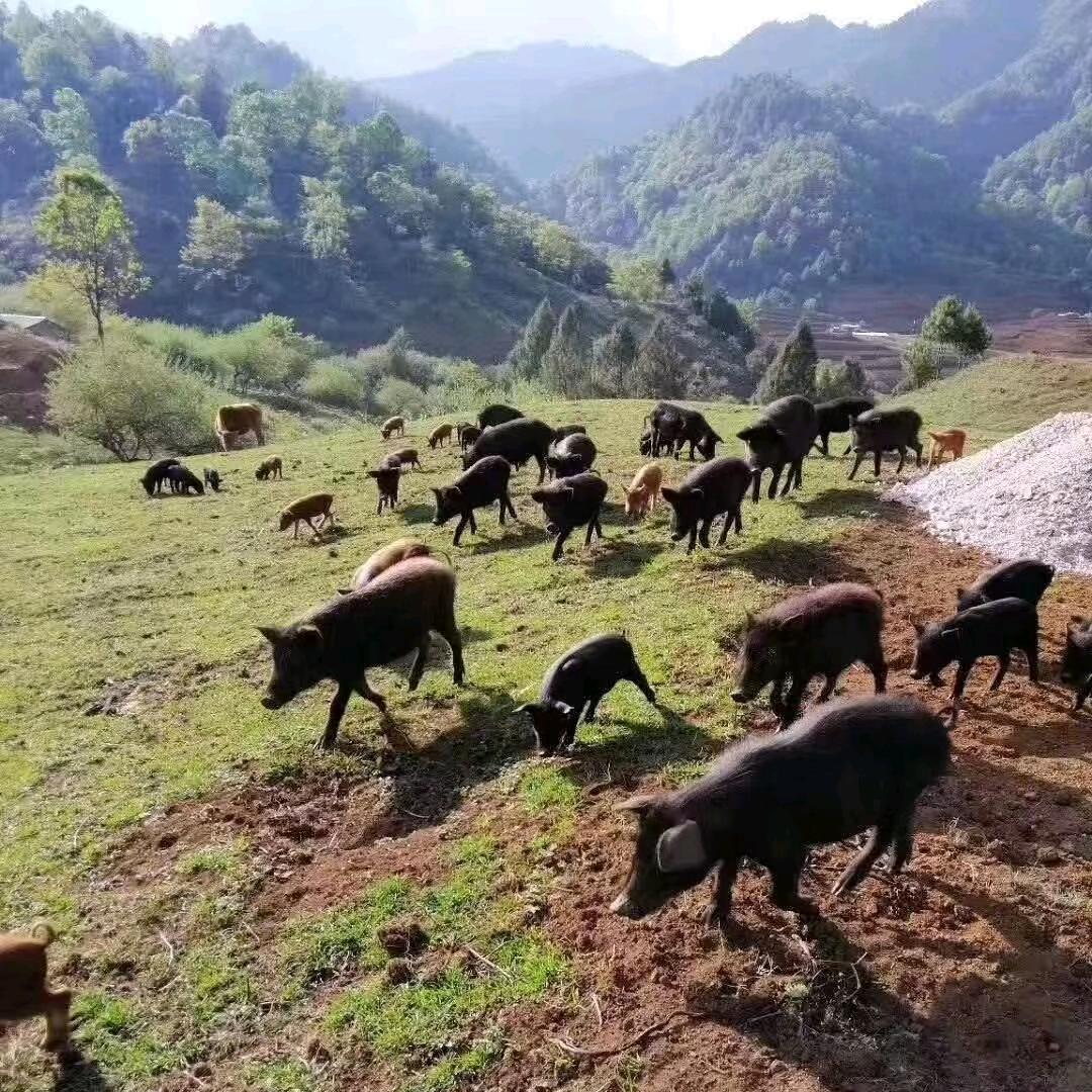 老王家黑毛土猪