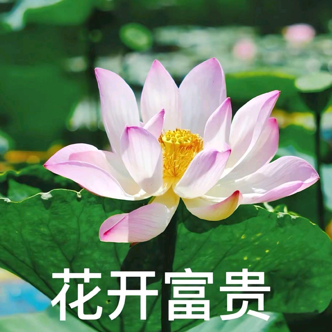 花开要富贵🌸