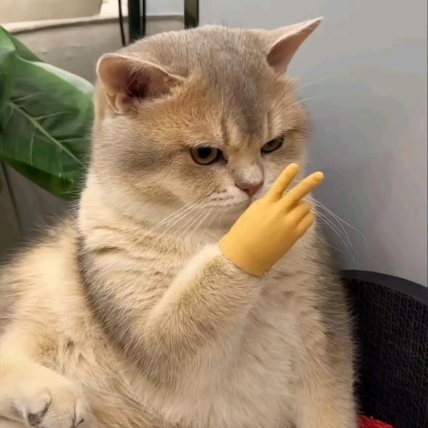 只能凌晨睡的猫