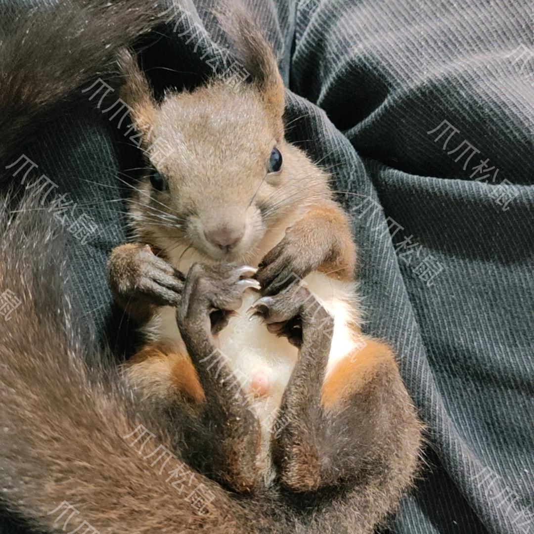 爪爪松鼠萌宠店