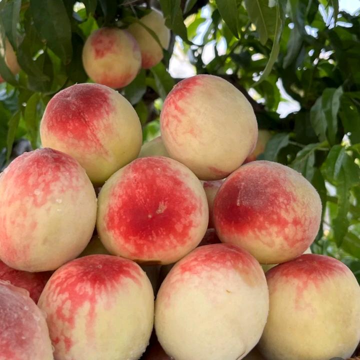 可可妈妈！！，