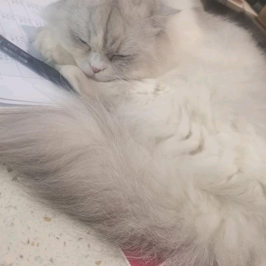 猴子洁(๑><๑）