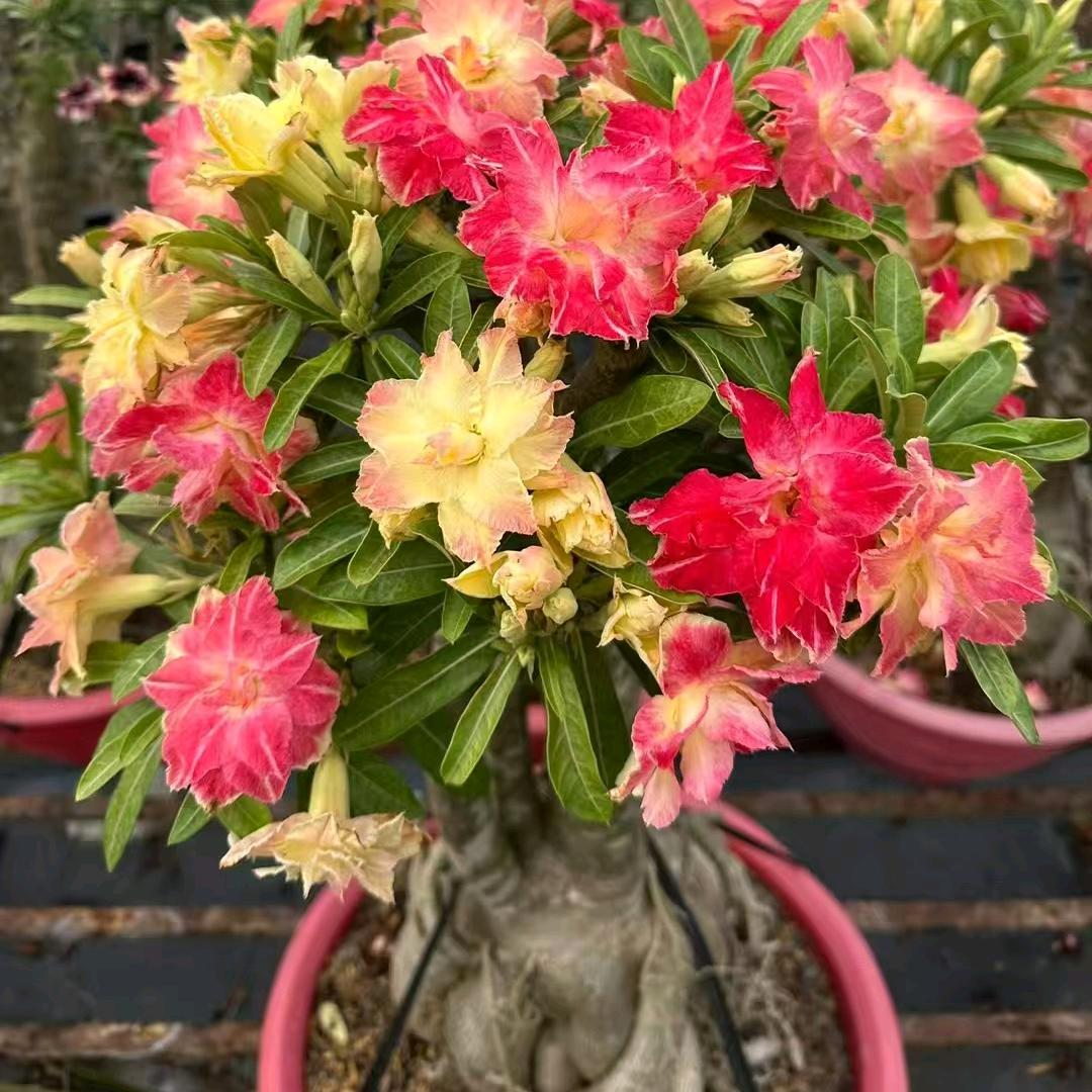 瑞洋花卉