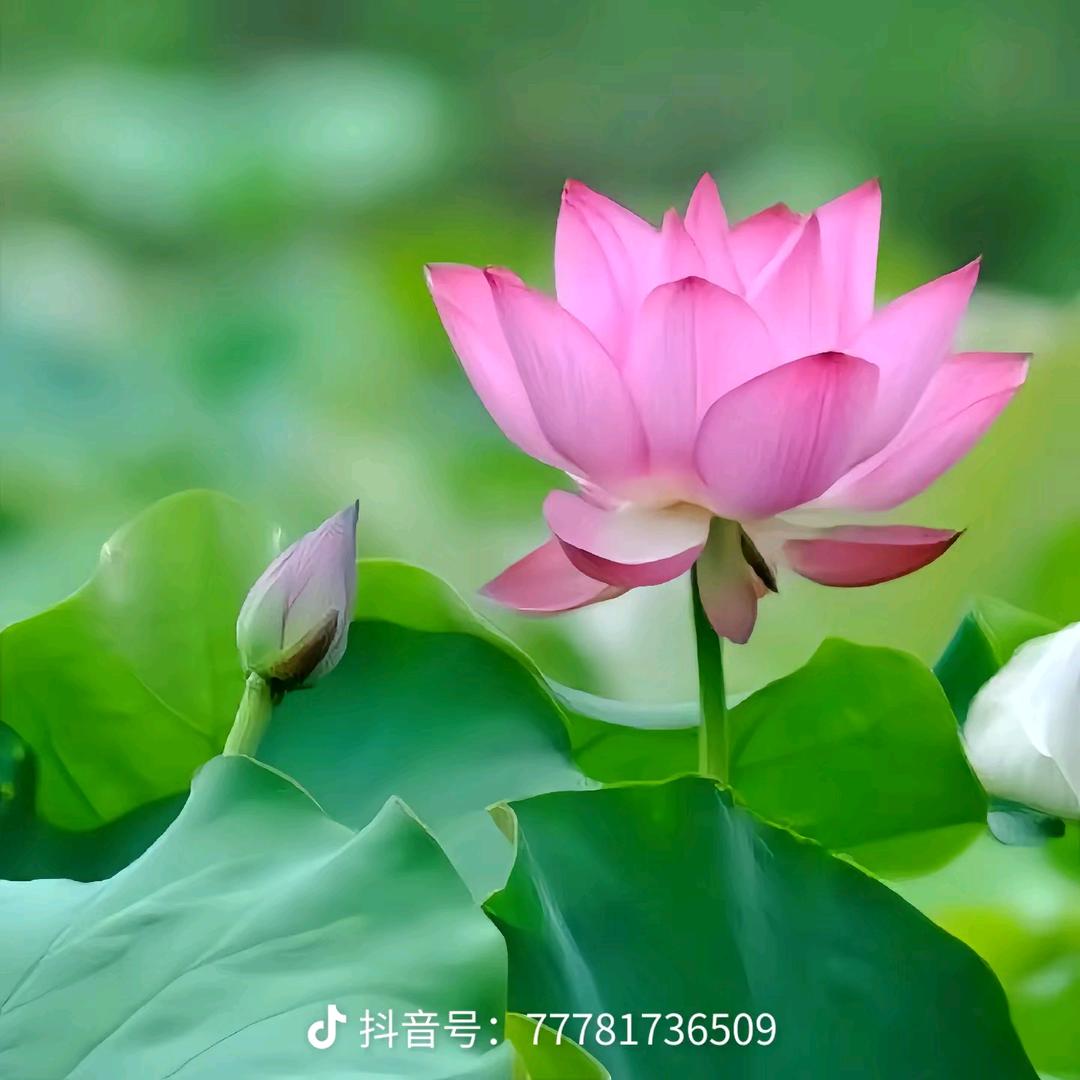 经济快餐💖雨点