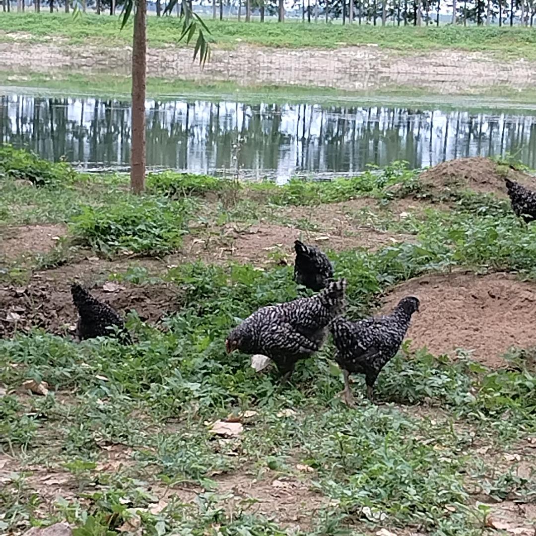 滦南溜达鸡