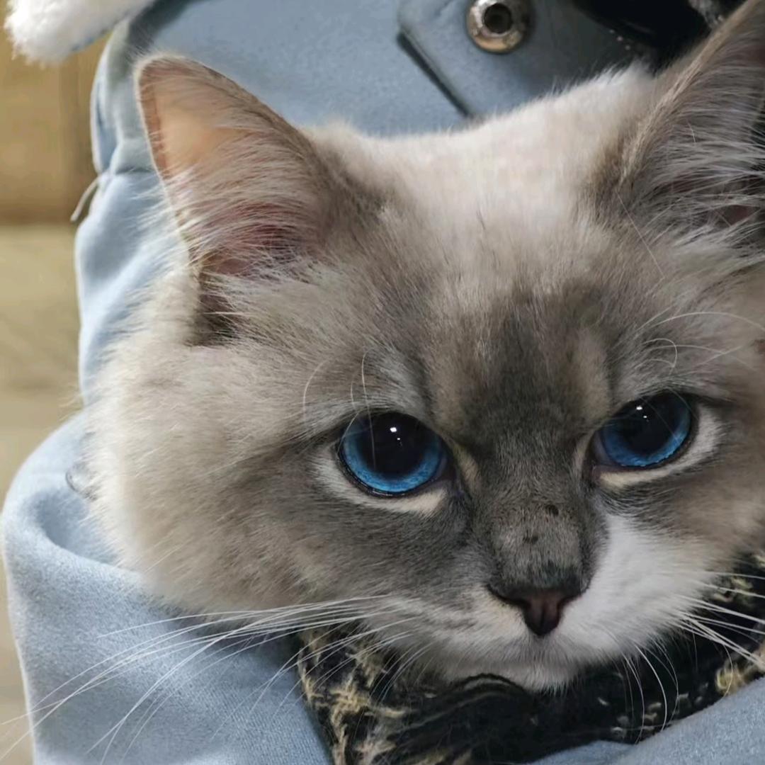 卖尊界的小朋-鑫智达