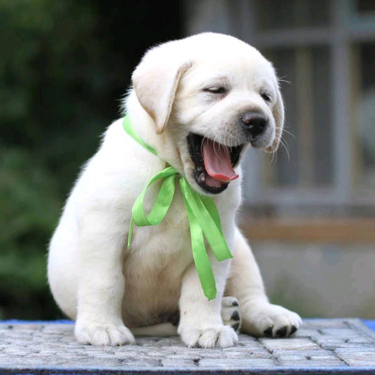 （和欣）拉布拉多