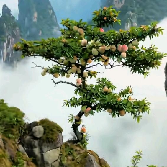 释怀人生