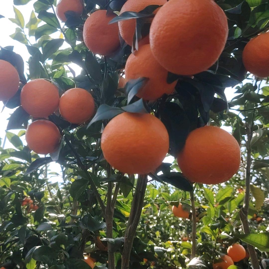 宾川各种水果代办