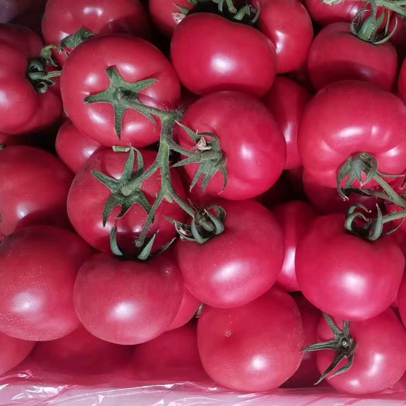 🍅🍅郭郭.面沙瓤西红柿批发