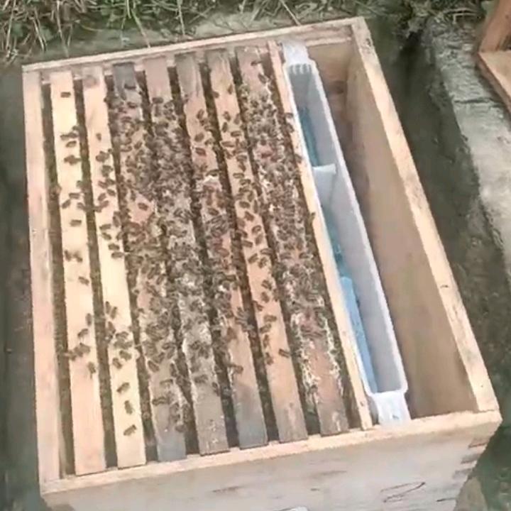 我是小五狮周远彬