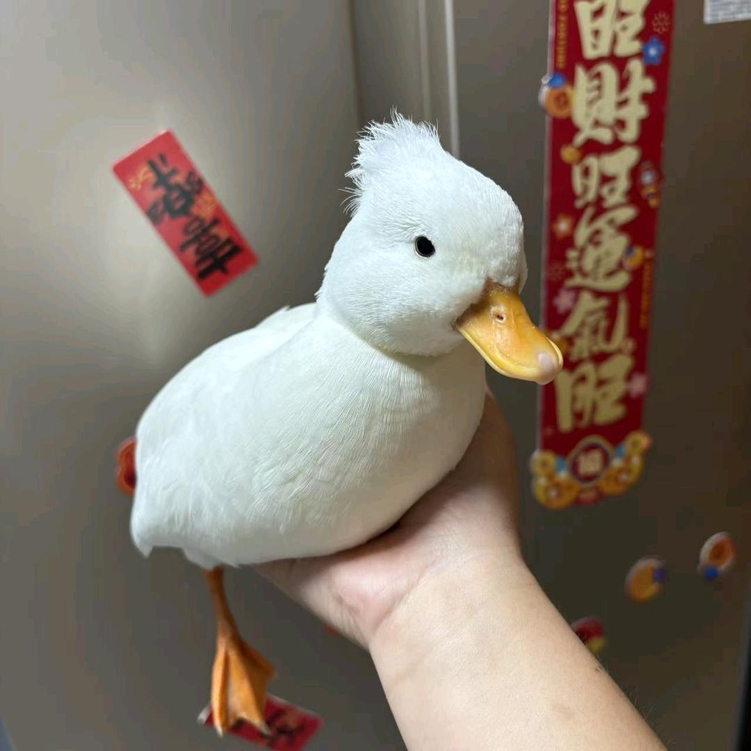 柯尔鸭与观赏鸡孵化局（长）