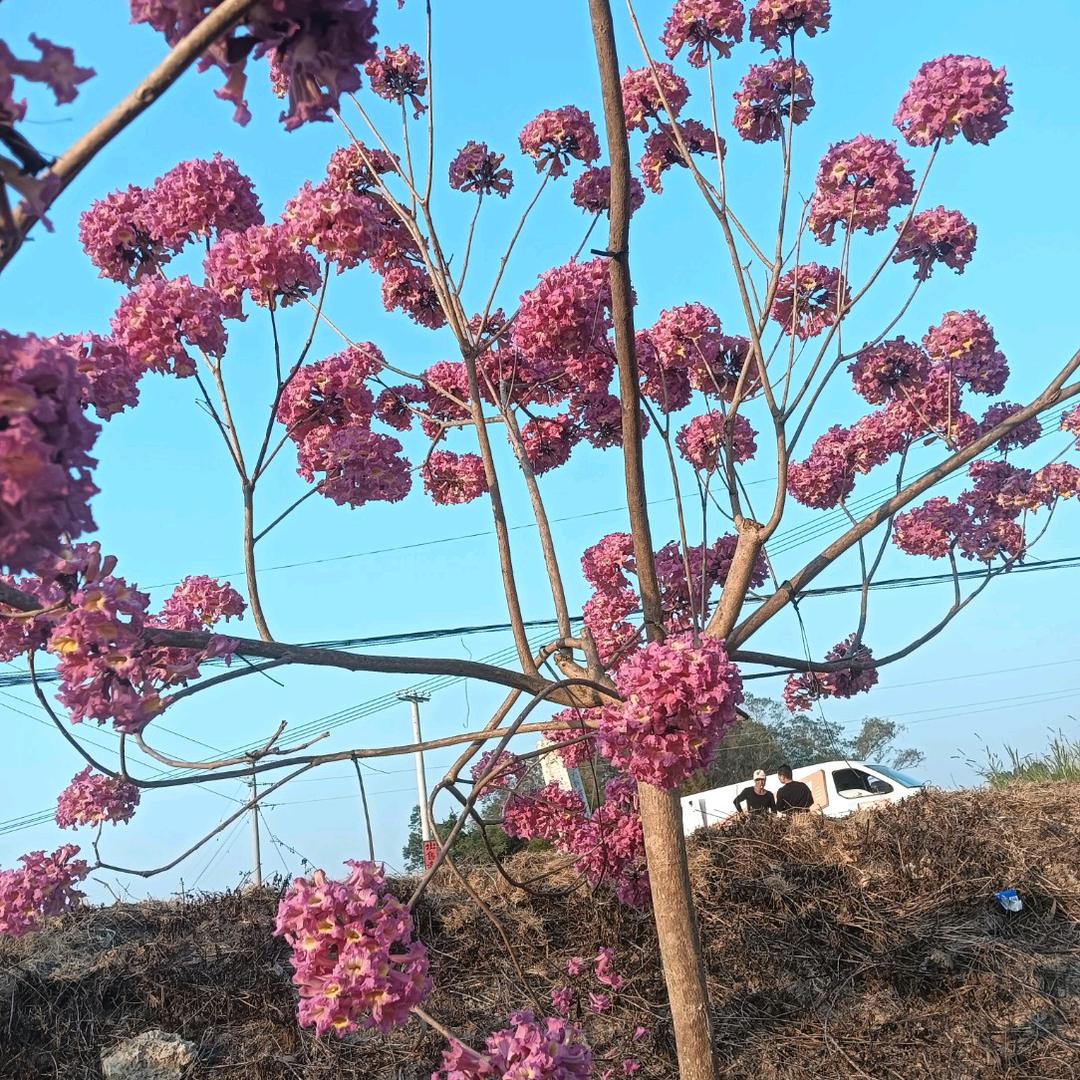 风筝