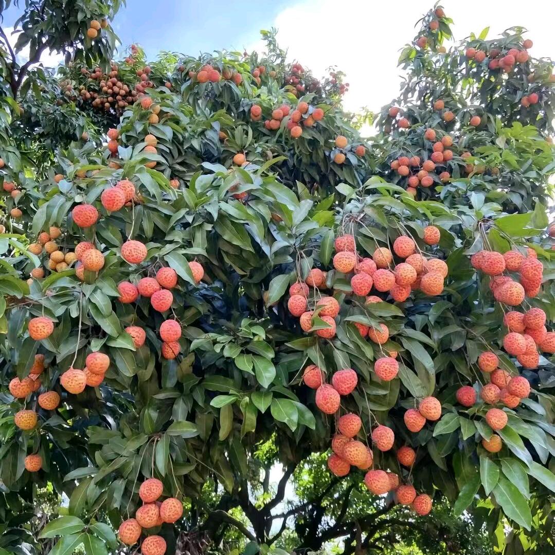 风杜翩翩🍎🍎