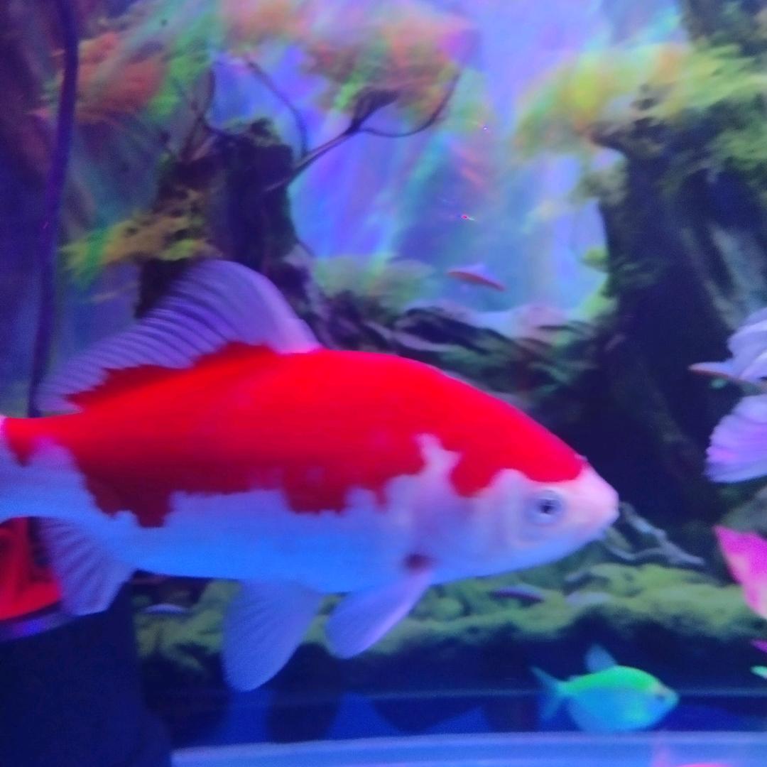 陏风
