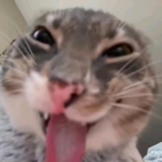 邪恶的猫（寒假出c