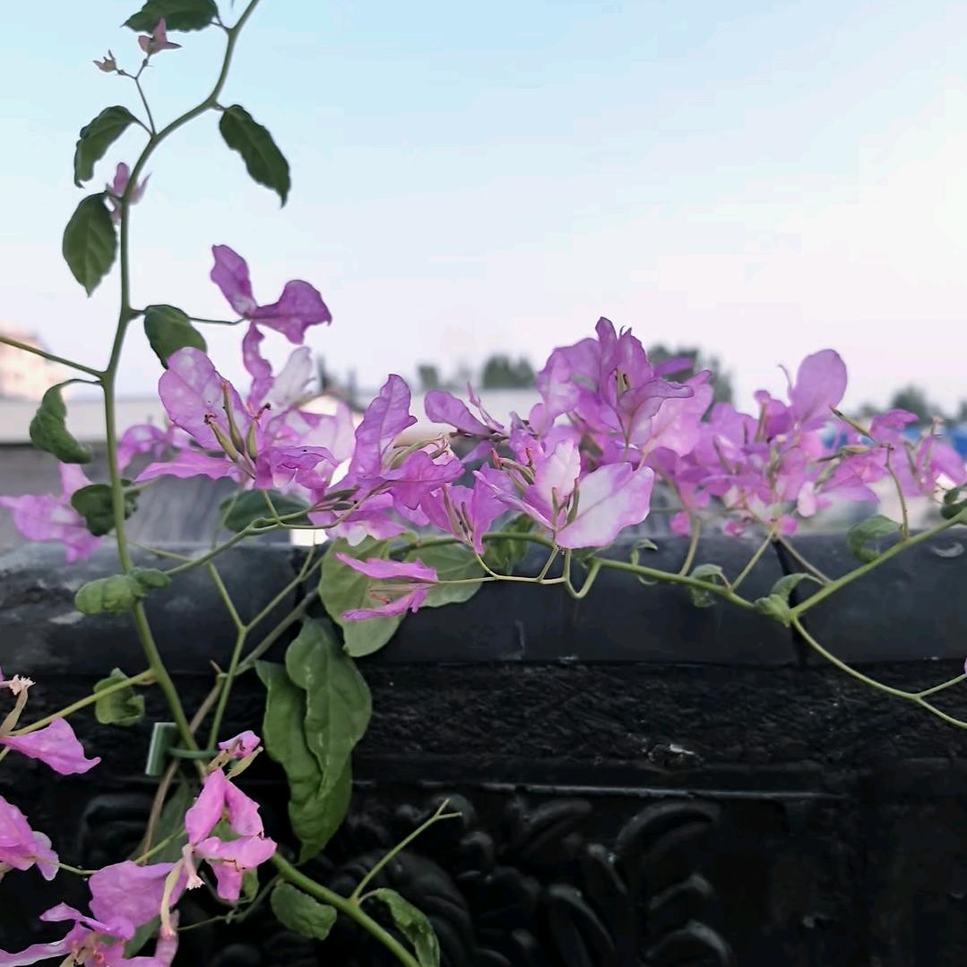 ..🌸