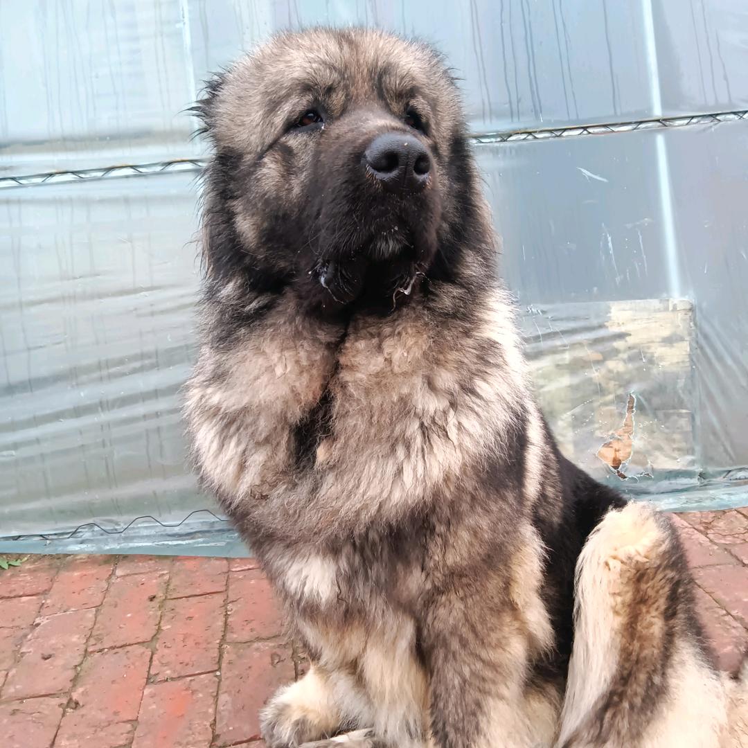 大傻犬业