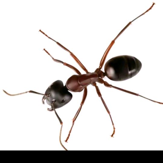 蚂蚁