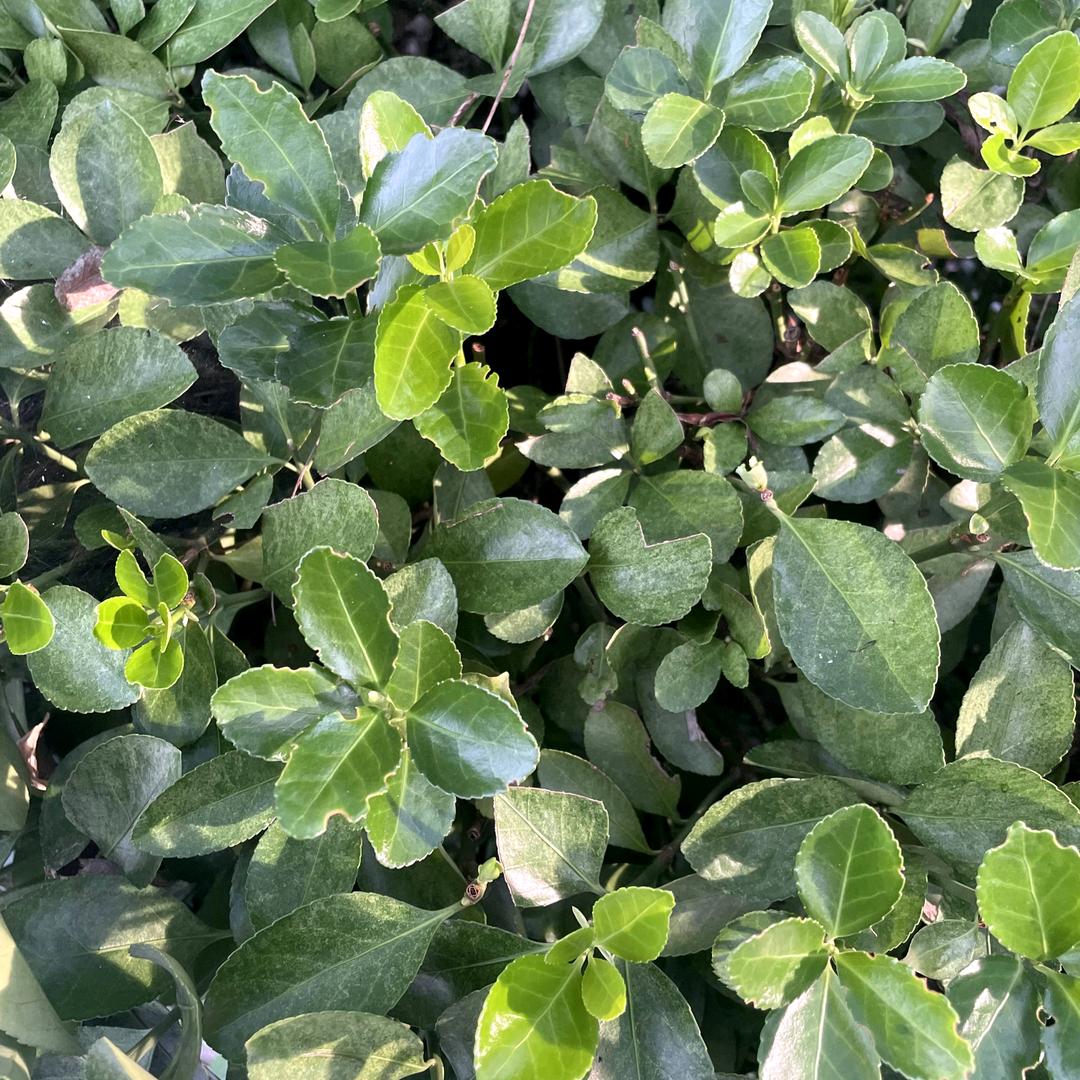 知心的人《松》