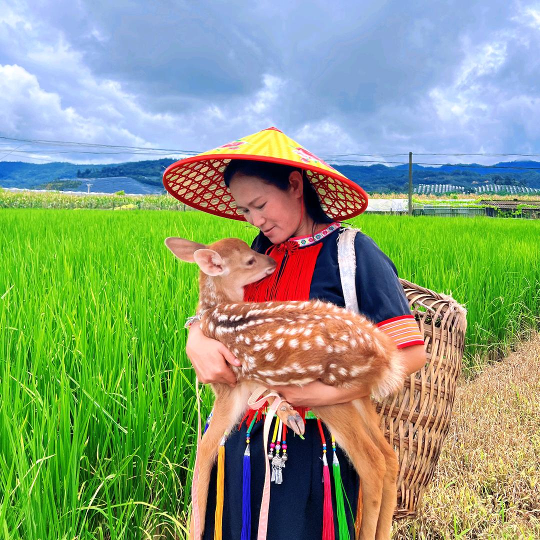 小鹿妈妈