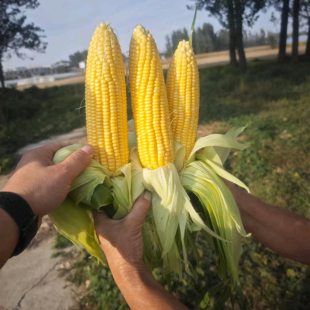 小林鲜食玉米🌽代购代销