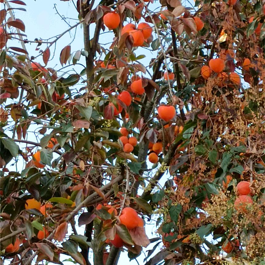 🌹缘份相遇🌹