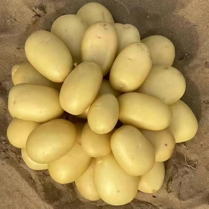 任老大土豆（红勇薯业）