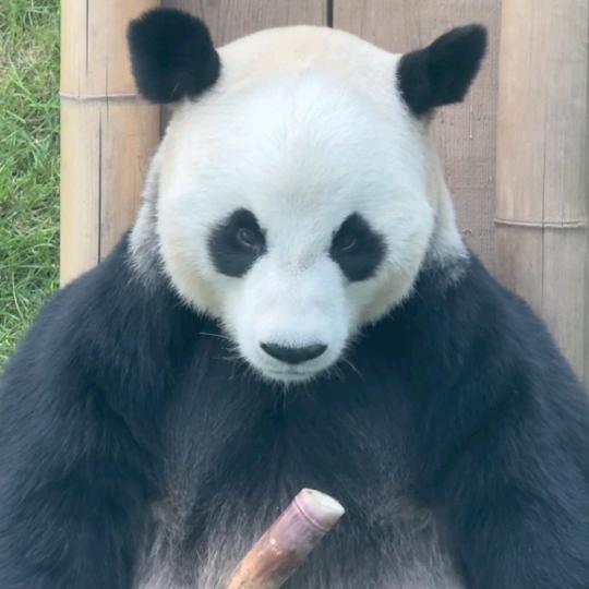 八歧鬼才（蜜雪三脏之大恶心版）