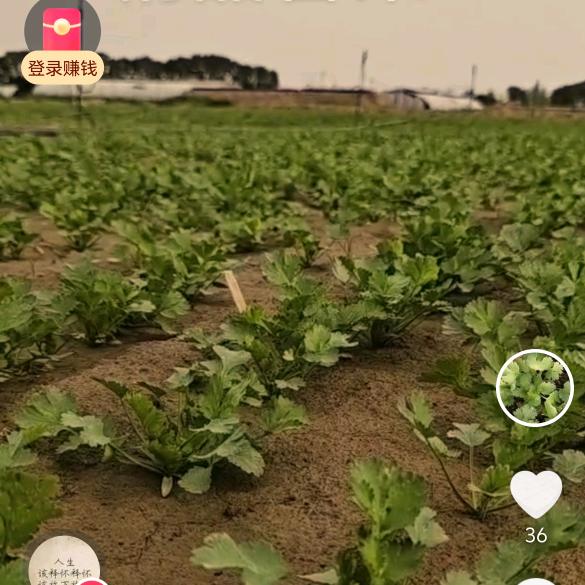 A张爱兵专业播种香菜