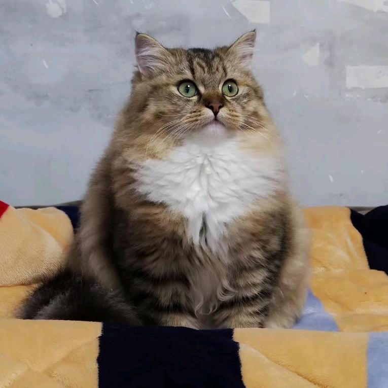 学不会英语不改名