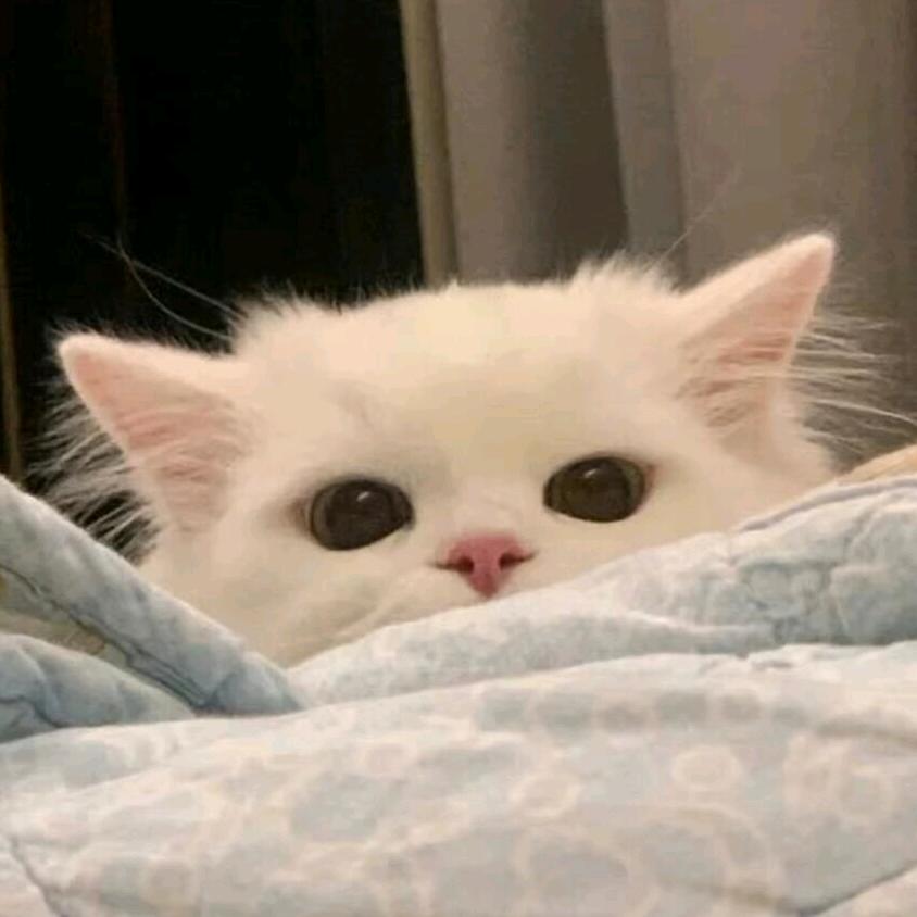 柠茶无糖SN