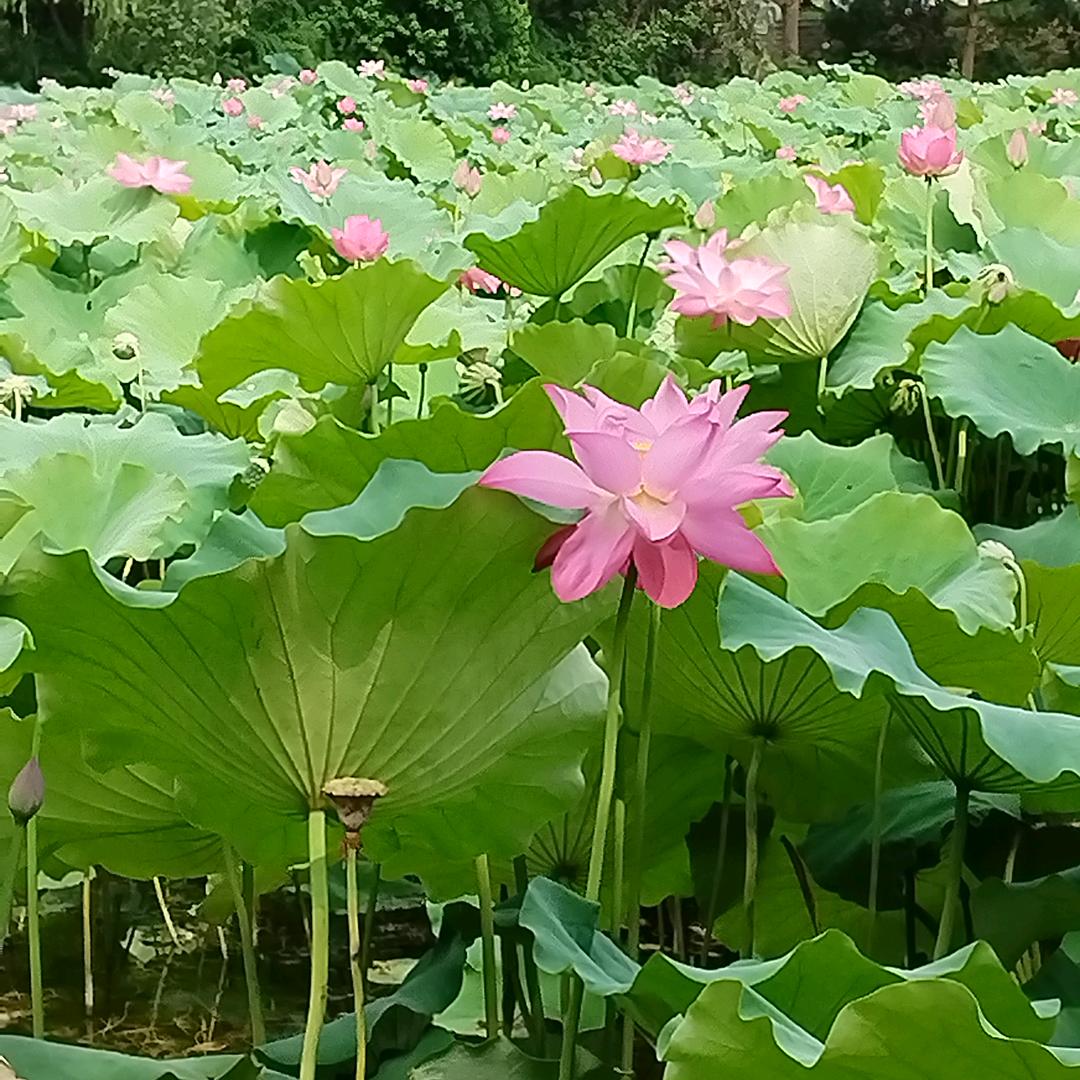 富贵花开