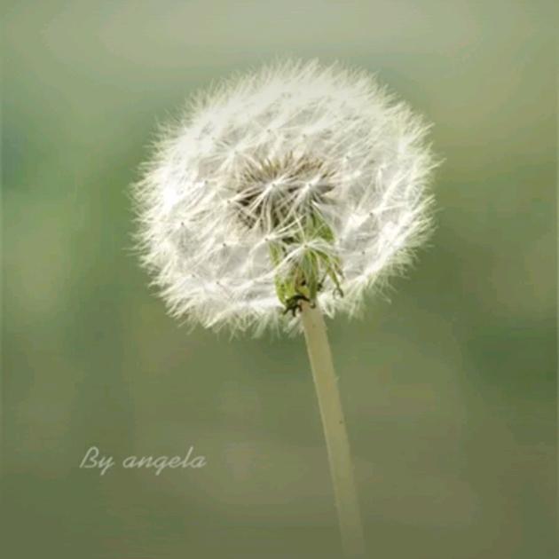 ᥫᩣ自由的蒲公英🌈💨