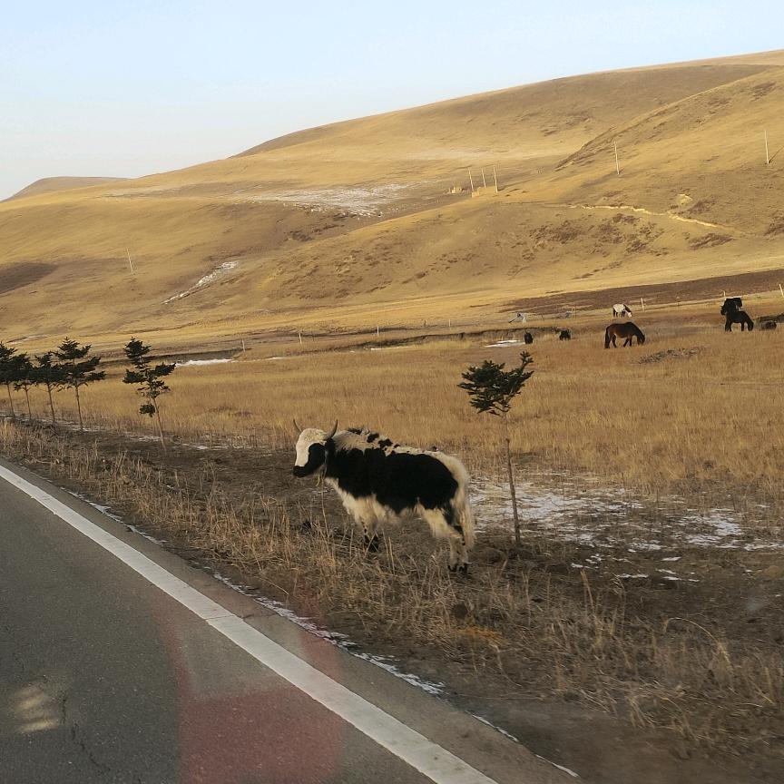 收购大小猪牛🐂 【小罗】