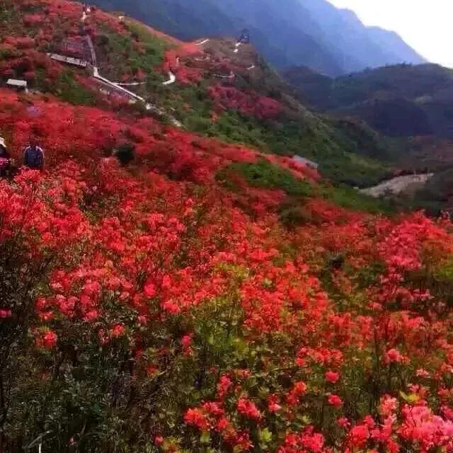 满山红叶886