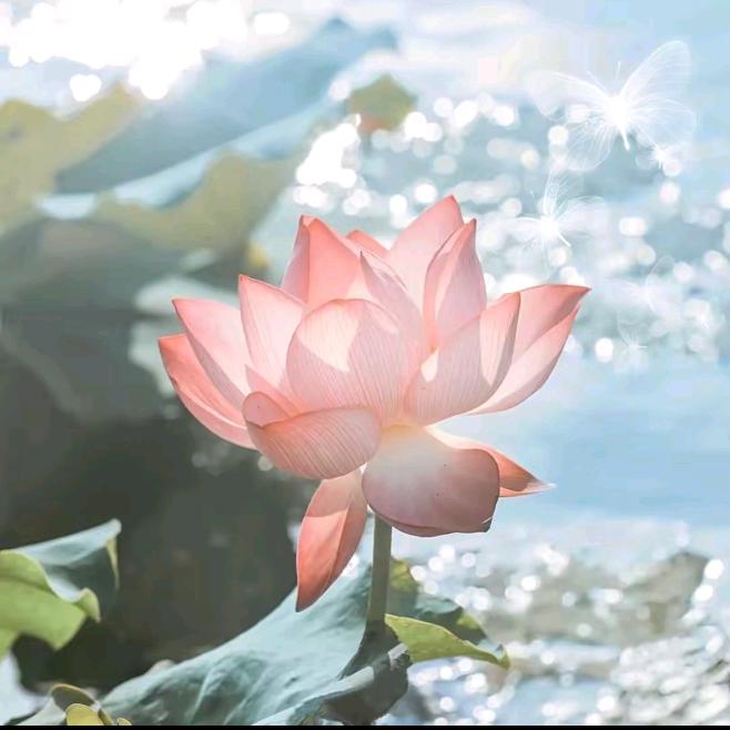 🌈🌸