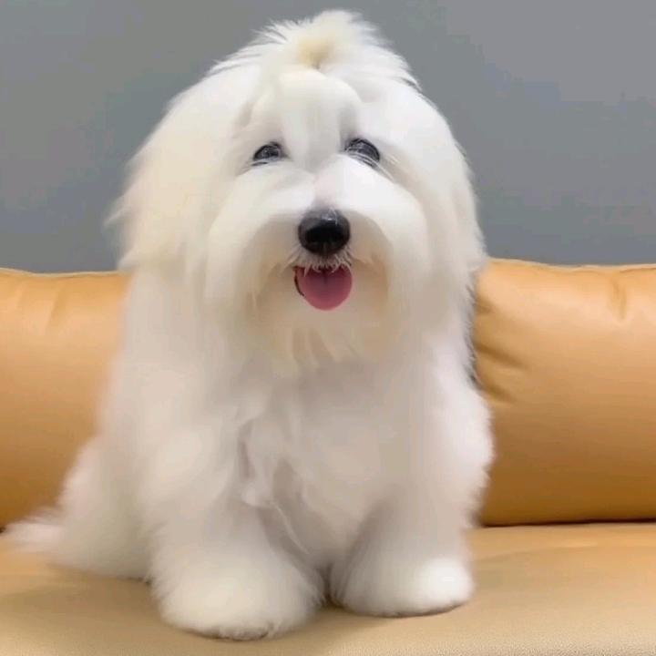 宠宝宝的生活