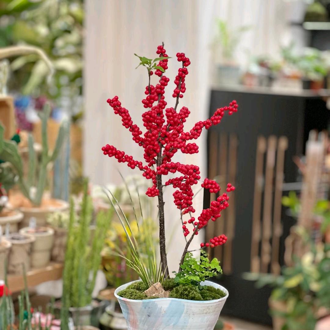 植迷吉园艺