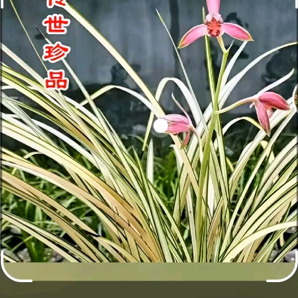 云南莲瓣兰《兰韵苑》