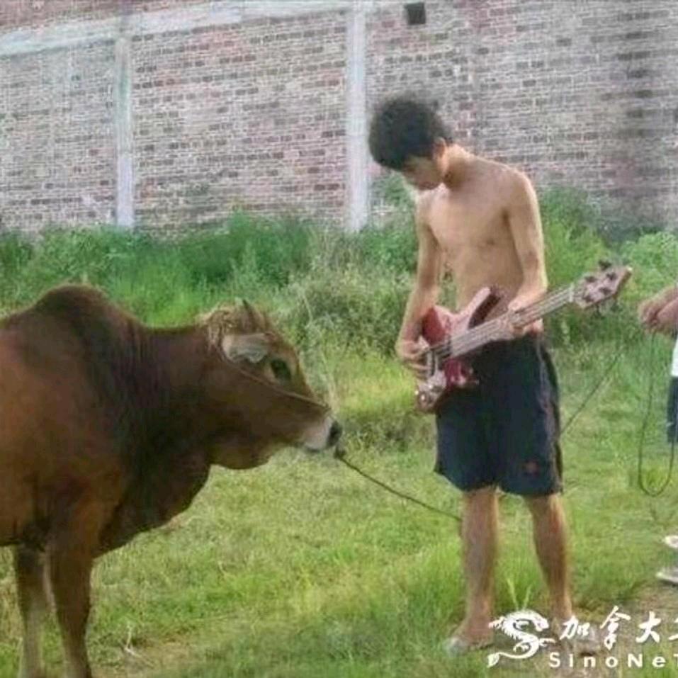 对牛～谈情