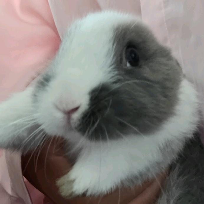 破画画的苦逼入土